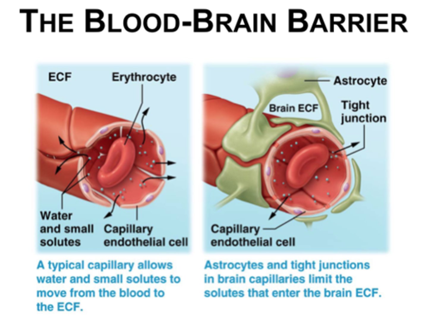 <p>Tight junctions between endothelial blood vessel cells cause substances to pass through cells to become Cerebrospinal fluid (CSF),</p><p>Not completely uniform in all areas</p>