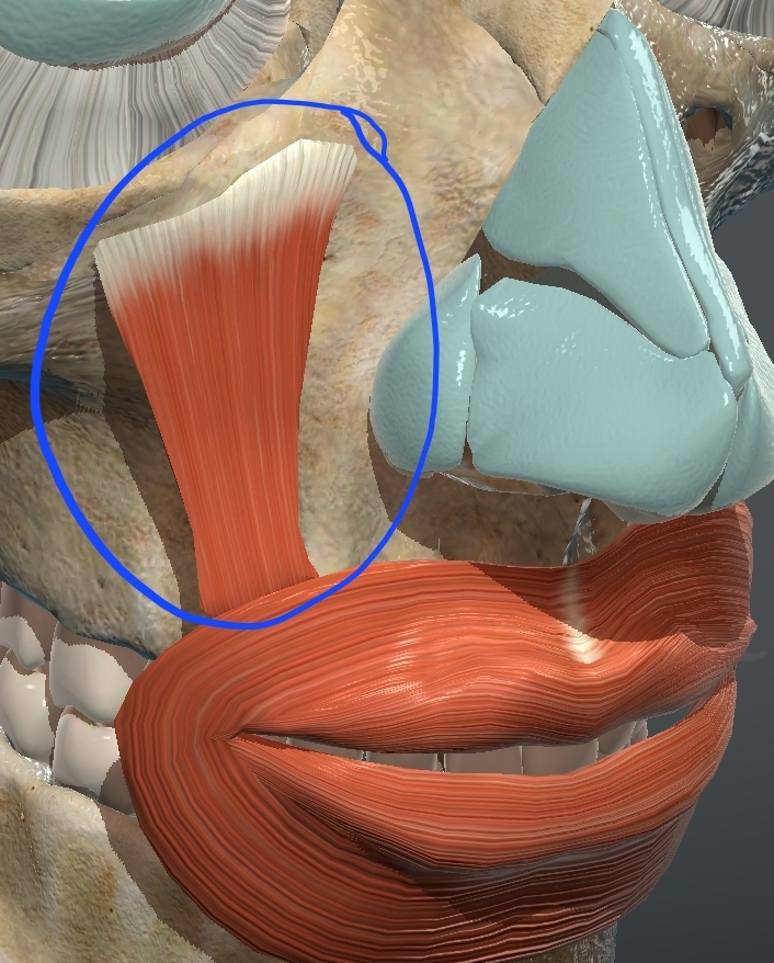 <p>What is this muscle?</p>