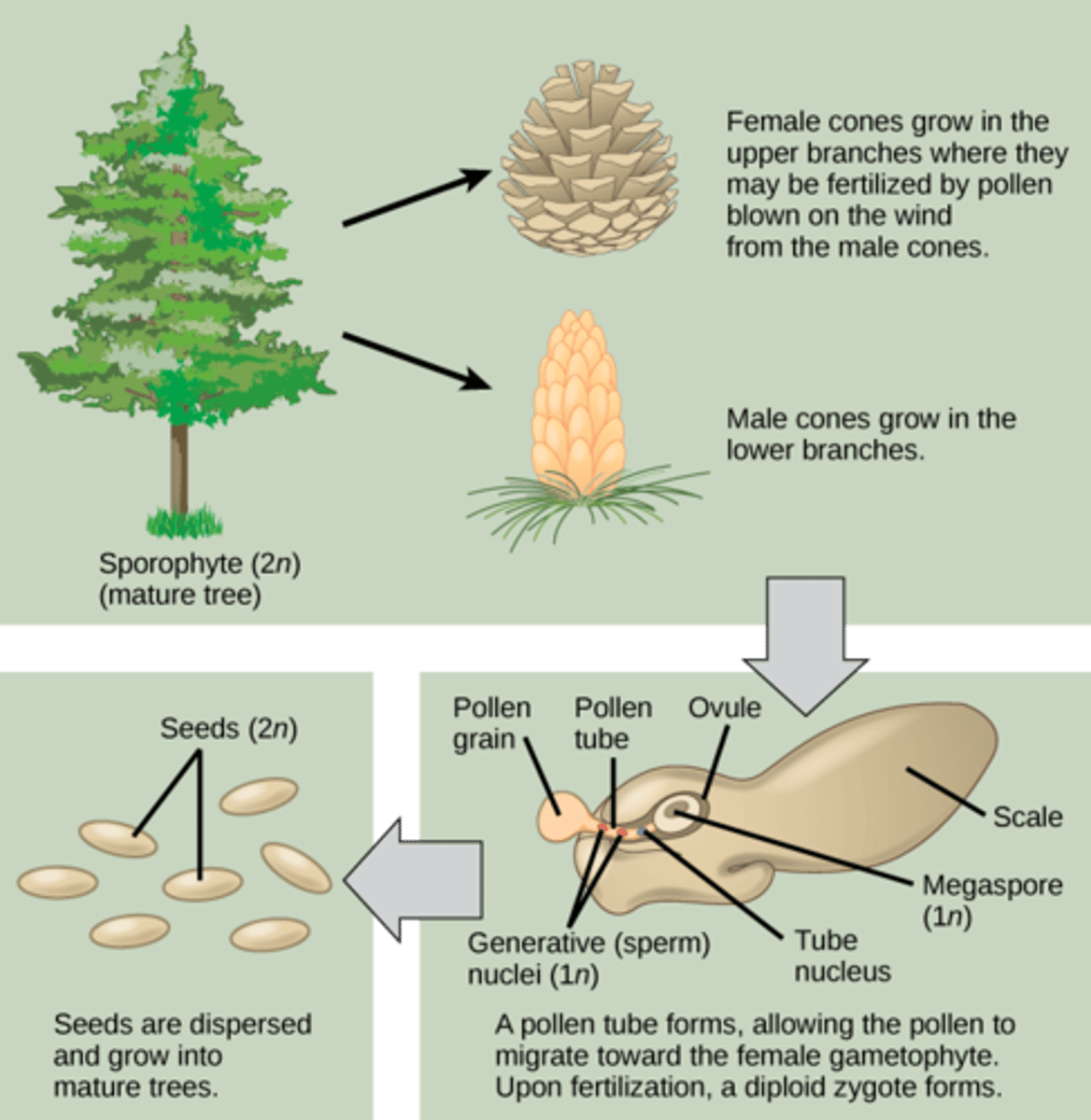 <p>seeds<br><br>(Note: note the spores directly)</p>