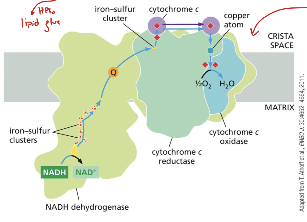 <p>all the proton pumps: complexes I, III, and IV</p><p>structurally, they overlap (hence “supercomplex”). cardiolipin holds them together (hydrophobic, basically lipid glue)</p><p>this supercomplex can be identified by cryoEM of gently isolated proteins found within it</p>