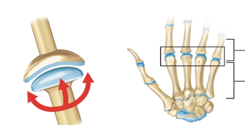 <ul><li><p><span style="background-color: transparent; font-family: "Times New Roman", serif;"><u><span>More oval shaped</span></u><span> convex surface fits into more </span><u><span>shallow</span></u><span> concave surface</span></span></p></li><li><p><span style="background-color: transparent; font-family: "Times New Roman", serif;"><span>Movements:</span></span></p><ul><li><p><span style="background-color: transparent; font-family: "Times New Roman", serif;"><span>Flexion and extension</span></span></p></li><li><p><span style="background-color: transparent; font-family: "Times New Roman", serif;"><span>Abduction adduction</span></span></p></li><li><p><span style="background-color: transparent; font-family: "Times New Roman", serif;"><span>Circumduction</span></span></p></li></ul></li><li><p><span style="background-color: transparent; font-family: "Times New Roman", serif;"><span>Example: wrist joint</span></span></p></li></ul><p></p>