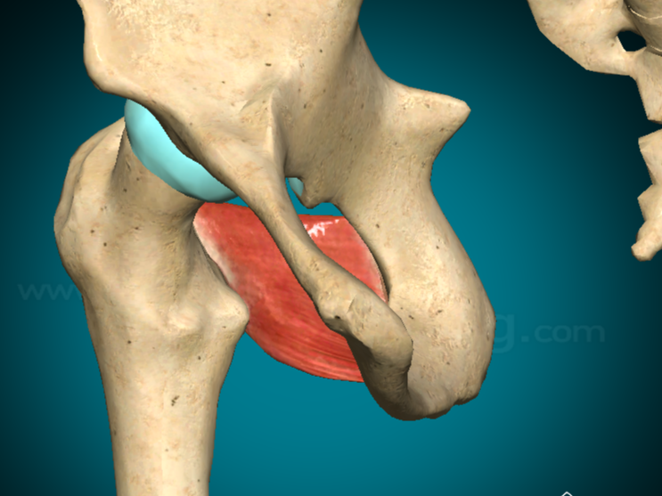 <p>Di forma quadrangolare, inferiormente al muscolo gemello inferiore</p><p><u>Origine</u>: dalla faccia esterna della tuberosità ischiatica e dirigendosi lateralmente, si inserisce alla base del grande trocantere e alla cresta intertrocanterica del femore</p><p><u>Innervazione</u>: dal nervo per il muscolo quadrato del femore, ramo del plesso sacrale</p><p><u>Azione:</u> contraendosi, ruota esternamente l’articolazione dell’anca, stabilizzandola</p>