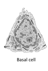 <p>Replace damaged cells</p>