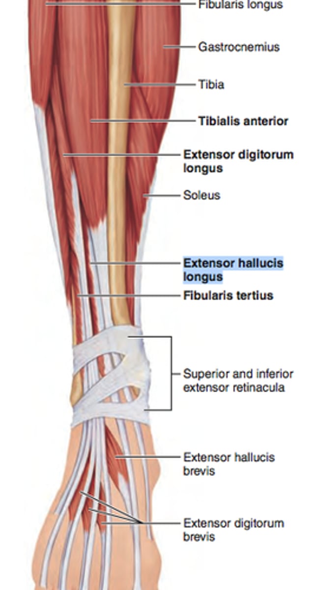 <p>originates on the lateral condyle of the tibia, proximal 2/3 of the medial surface of the fibula and interosseus membrane; inserts by splitting into 4 tendons that attach to the proximal base of the dorsal surface of the middle and distal phalanges of toes #2-5</p>