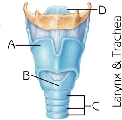 <p>What structure is indicated by D</p>