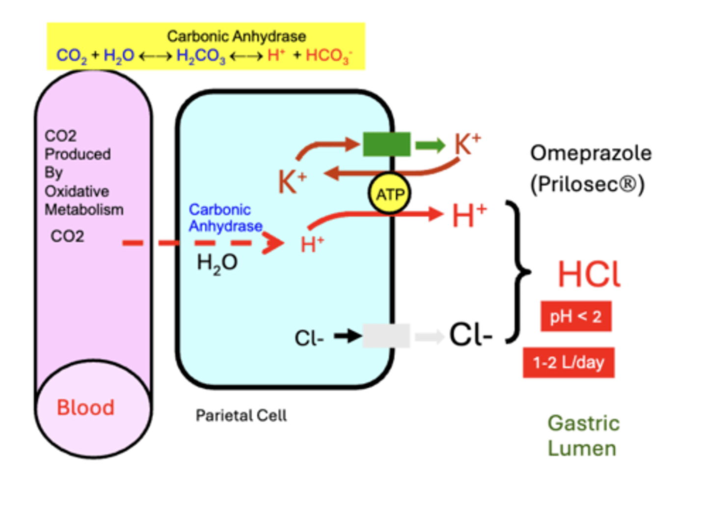 <p>H+ &amp; HCO3-: produced by parietal cells from CO2 generated through normal cell metabolism</p><p>Parietal cells: are enriched with the catalytic enzyme Carbonic Anhydrase</p><p>- HCl secretion from parietal cells into gastric</p><p>lumen involves active transport mechanism that depends on several types of membrane electrolyte transporters</p><p>(H+-K+)-ATPase: pumps metabolically produced H+ (H+ inside cell) across the Apical membrane in EXCHANGE for luminal K+</p>