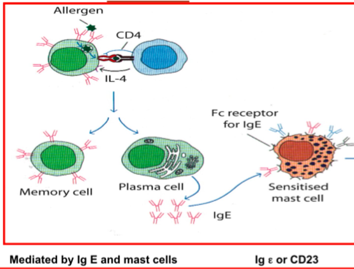 <p>Monomer that bind to mast cells and basophils and are involved in allergic reactions (histamine release)</p>
