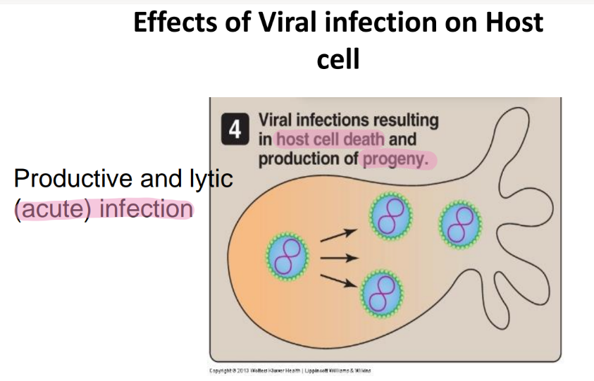 <p>the host cell dies and the babies are released </p>