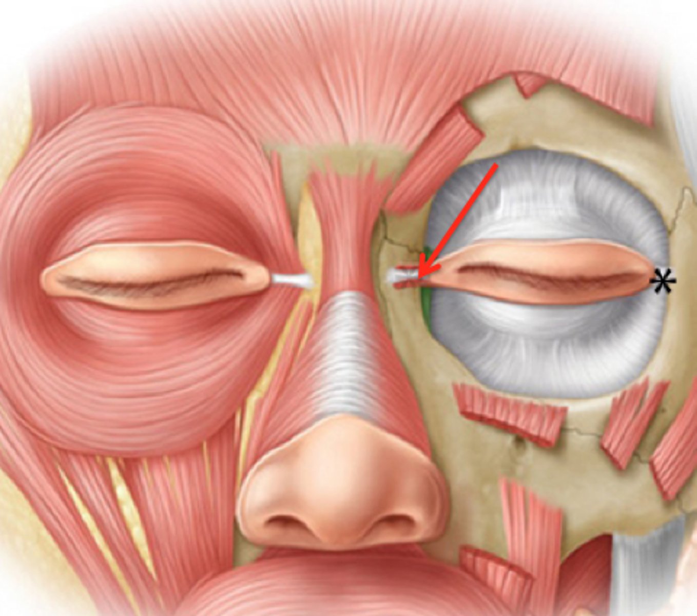 <p><em>identify the structure:</em></p>