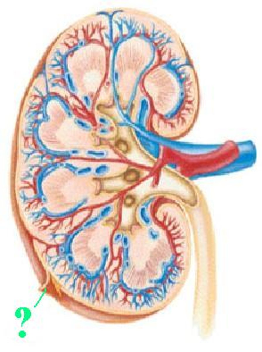 <p>Identify the indicated layer of the kidney.</p>