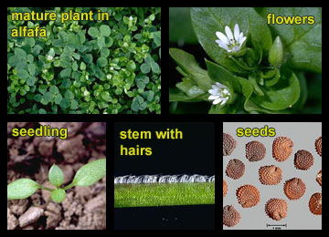 <p>Opposite, oval leaves, 0.3-1.2”</p><p class="p1">long that are pointed at the tip. Light green</p><p class="p1">and smooth or slightly hairy.</p><p class="p1"><span><strong>Stem: </strong></span>Many branches that spread</p><p class="p1">horizontally. While initially small, dense</p><p class="p1">patches can form with stems up to 2’ long.</p><p class="p1">Upper portions of the stem may be upright.</p><p class="p1">Stem is smooth except for a single band of</p><p class="p1">hairs on one side. Common chickweed grows erect to prostrate and sometimes is matlike. Stems are mostly forked and have a line of hairs down either side. Leaves are broadly egg shaped, have a pointy tip, and are mostly hairless or have hairy margins at the base. The leaves are spaced evenly and are opposite to one another along the stem. Lower leaves are stalkless and smaller than the upper, stalked leaves.</p><p>Common chickweed blooms mostly from February to September. Fruits are tiny, non-fleshy, egg shaped and contain numerous minute seeds. The tiny seed is pale tan to pale reddish brown. </p>