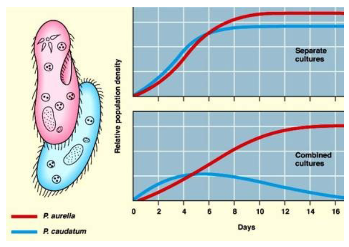 <p>When grown separately, things do well. When put into competition, one species will win, but they will do worse than if they never fought in the first place.</p>