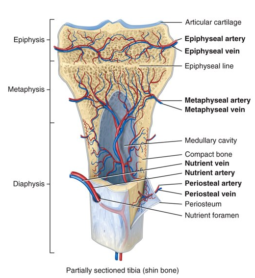 <p>follow vessels into bone tissue and the periosteum where they sense damage and transmit pain messages</p>