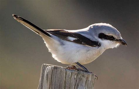 **Thick horizontal eye band, hooked beak**, grey, dark wings/tail. Males and females similar.