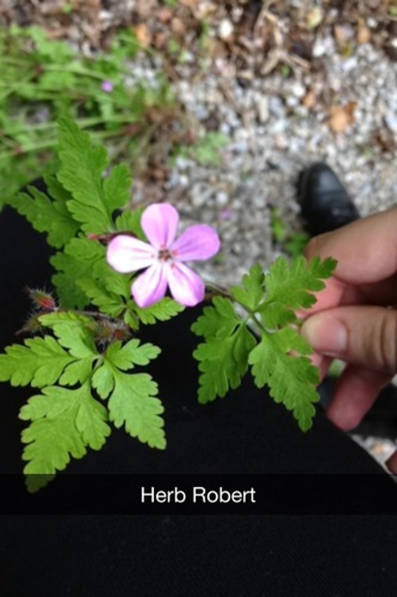 <p>Herb Robert</p>