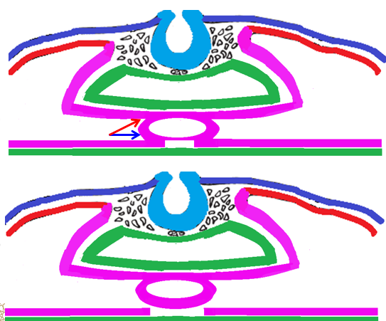 <p><strong><u>Formation of the heart tube</u></strong></p><ul><li><p>The<strong> 2 tubes fuse </strong>to form one ___________ tube. This tube <strong>lies </strong>_______ to the ___<strong> (future _________ system)</strong>.</p></li><li><p>The <strong>heart tube</strong> is connected to the _________ <strong>mesoderm</strong>:</p><ul><li><p><strong>Anterior </strong>through _______ (blue arrow) <strong>mesocardium</strong></p></li><li><p><strong>Posteriorly </strong>through ______ (red arrow) <strong>mesocardium</strong>.</p></li></ul></li><li><p>After that, the <strong>ventral mesocardium</strong> __________ and a <strong>single </strong>__________ ______ is formed.</p></li><li><p>The <strong>pericardial cavity</strong> is the _____-_________ ______ around the heart.</p></li></ul>