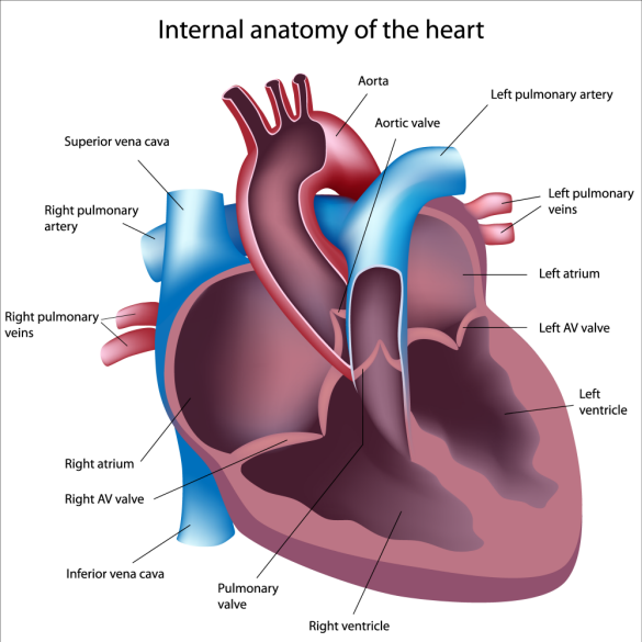 <p>only artery that carries <strong>deoxygenated </strong>blood instead of oxygenated blood cuz its carrying it to lungs</p><ul><li><p><span>the </span><span><u><span>artery</span></u></span><span> carrying blood from the right </span><span><u><span>ventricle</span></u></span><span> of the heart to the </span><span><u><span>lungs</span></u></span><span> for oxygenation.</span></p></li></ul><p></p>