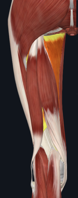 <p>adductor magnus</p>