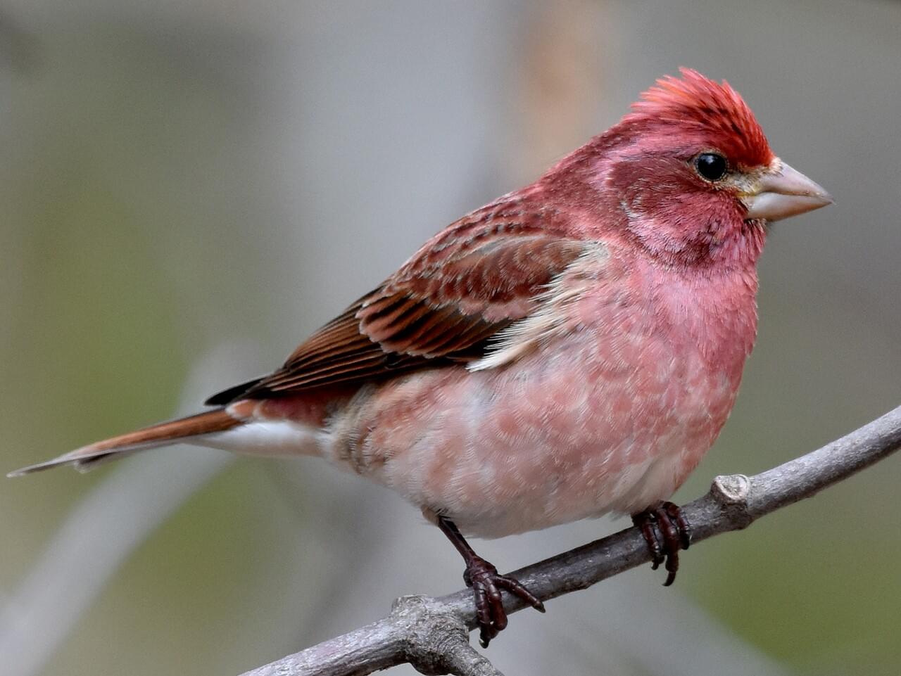 <p>Male raspberry-washed head, back &amp; chest; female boldly streaked with white eyebrow; chunky bill.</p>
