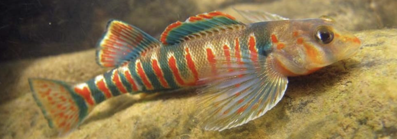 <p>darters, perches, etc</p><p></p><p></p><p>Key traits:</p><ul><li><p>242 spp</p></li><li><p>freshwater, N. Hemisphere</p></li><li><p>mostly separated dorsal fins and 2 anal spines</p></li><li><p>pelvic 1 spine + 5 soft rays, insectivores&nbsp;</p></li></ul><p></p>
