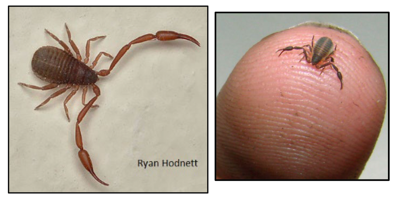 <p>What order do pseudoscorpions belong to ?</p>