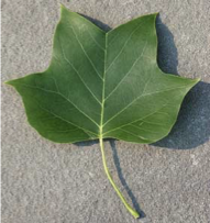 <p>solitary flowers 4 lobe leaves heart shaped base</p>