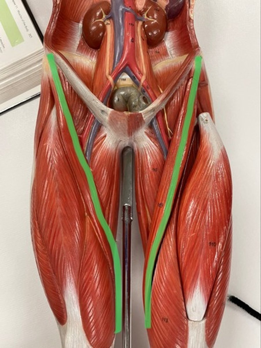 <p>O: anterior superior iliac spine of ilium</p><p>I: tibia</p><p>A: flex hip; laterally rotates hip</p>