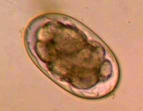 <p>A type of hookworm egg that is zoonotic </p>