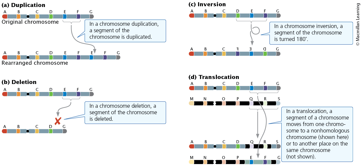 <p>Alter the structure of chromosomes</p><p>Four types: duplication, deletion, inversion, and translocation</p>