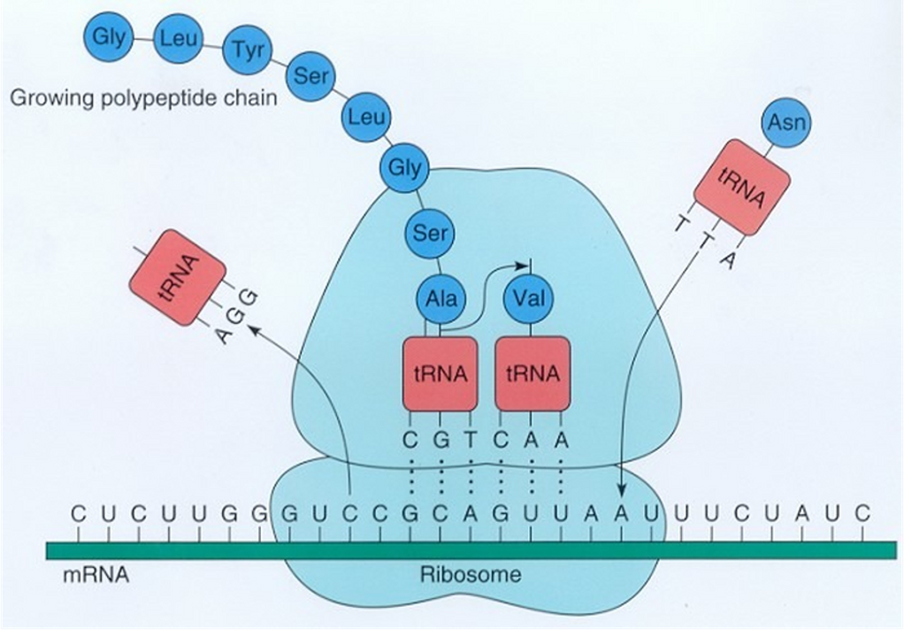 <p><span>•mRNA ⟶&nbsp; polypeptide chain</span></p><p><span>•A process occurring in the ribosomes and is involved in protein synthesis by which the coded sequence on a mRNA molecule specifies the sequence of amino acids to form a polypeptide chain; i.e. the mRNA sequence is translated into the language of the proteins (amino acids).</span></p><p><span>•Each step of translation requires ATP &amp; enzymes.</span></p>