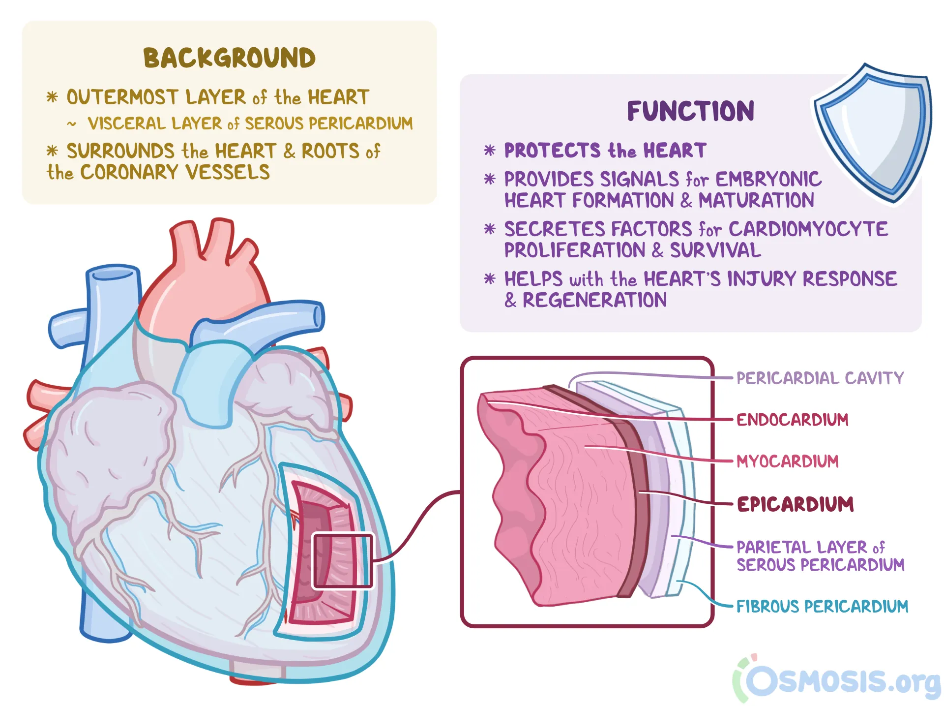 <p>visceral layer of serous pericardium</p><p>epi- upon</p><p></p>