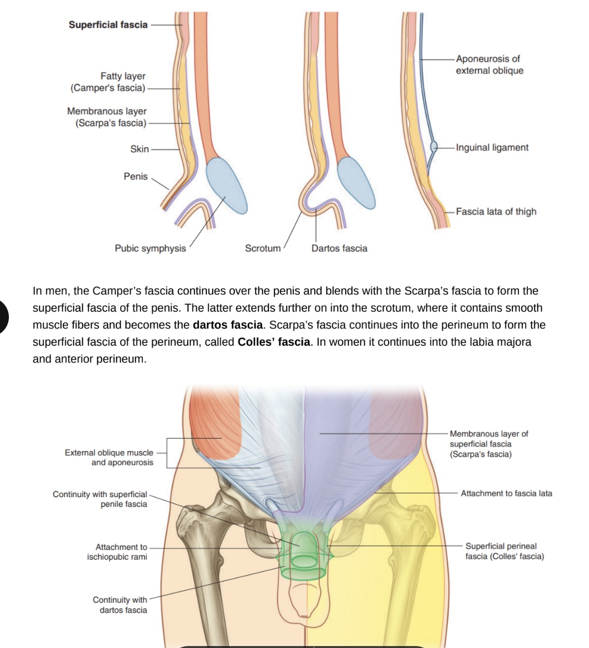 <ul><li><p>In men, Camper’s fascia continues over penis &amp; blends with Scarpa’s fascia to form superficial fascia of the penis</p></li><li><p>Scarpa’s fascia extends further into the scrotum, where it contains smooth muscle fibers, becoming — <u>dartos fascia</u></p></li><li><p>Scarpa’s fascia also continues into the perineum to form the superficial fascia of the perineum — called <u>Colles’ fascia</u></p><ul><li><p>In women continues into labia majora &amp; anterior perineum `</p></li></ul></li></ul>