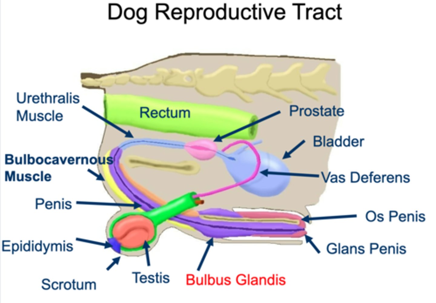 <p>dogs have an os penis and bulbus glandis</p>