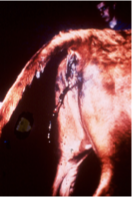 <p>What does this image show?</p>