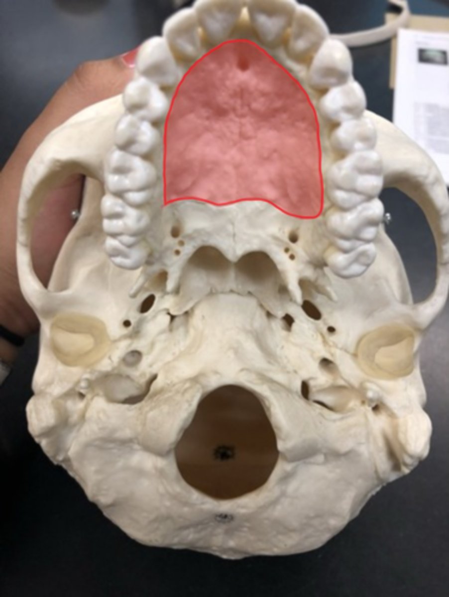 <p>Upper/frontal region of roof of mouth; closer to front teeth</p>