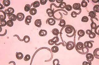 <p>What organism is this?</p>