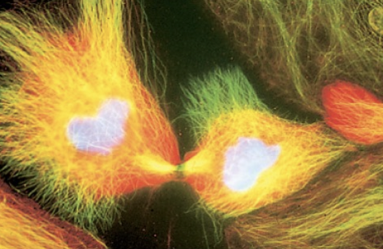 <p>actual division of cytoplasm and rest of cell</p>