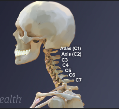 <p> the neck region of the spine</p>