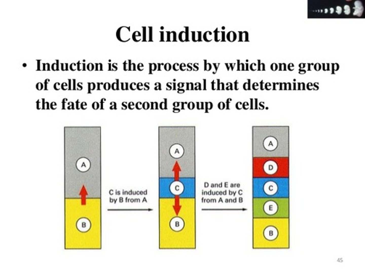 <p>(C) Induction<br><br>Induction is the process by which cells influence other cells to follow a particular differentiation pathway.</p>