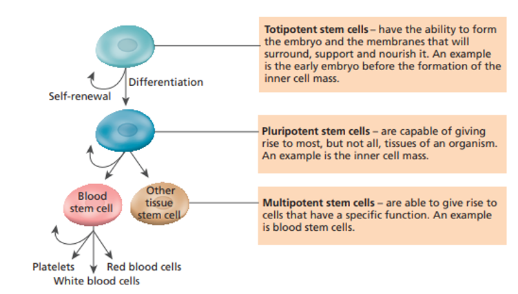 <p>Give rise to cells that have a particular function  \n (e.g. multipotent blood stem cells make white/ red blood cells and platelets)</p>
