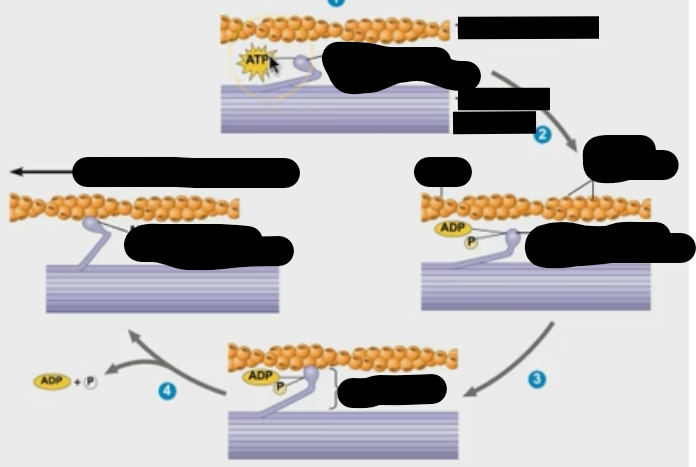 <p>How do muscles contract?</p>