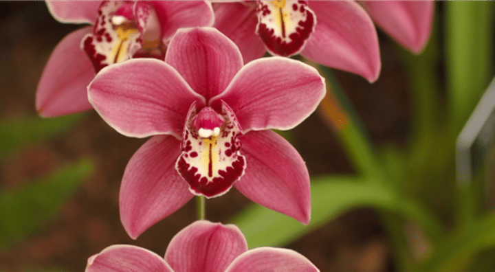 <p>orchid</p>