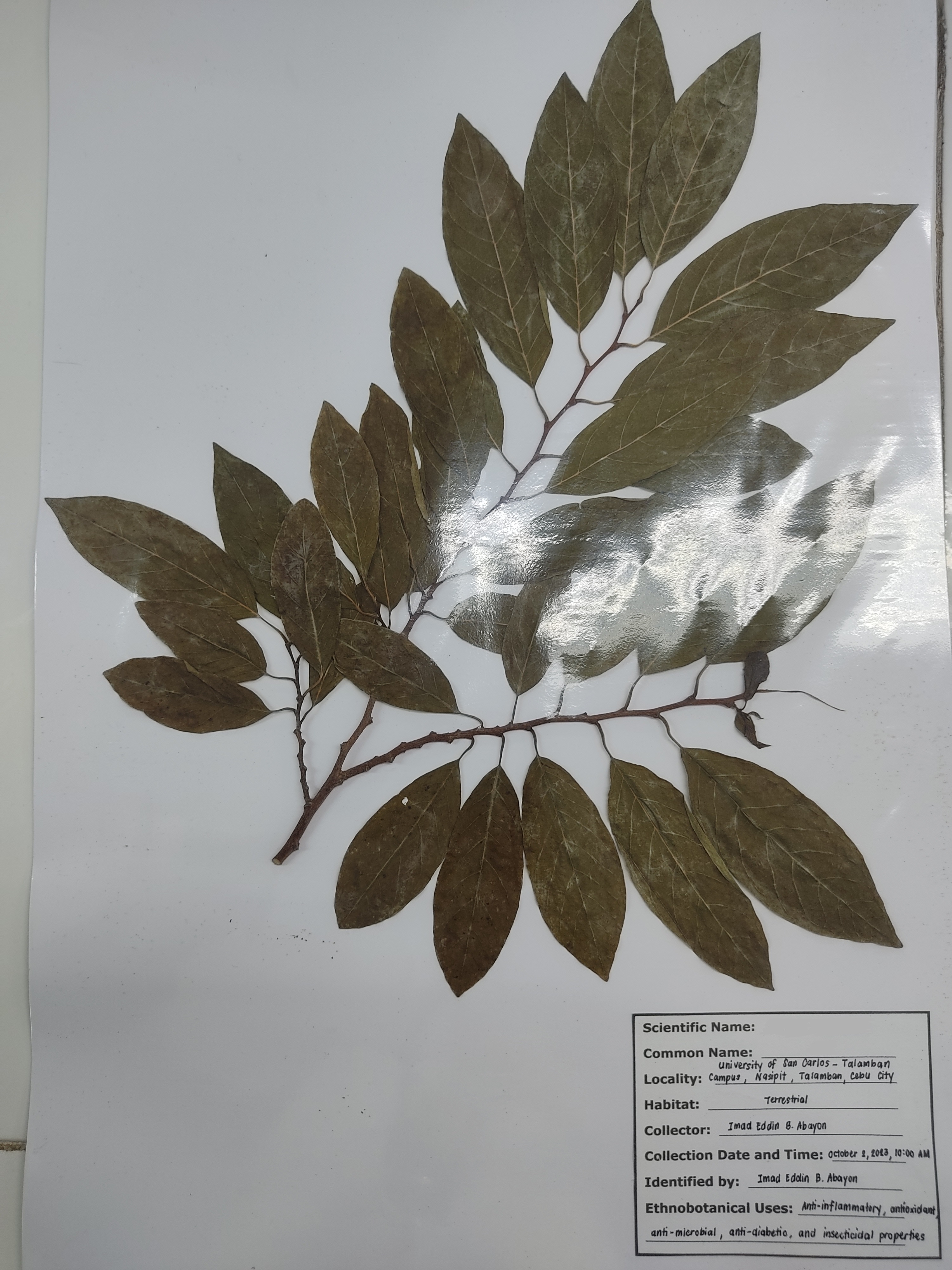 <p>Annonaceae; atis/sugar apple</p>