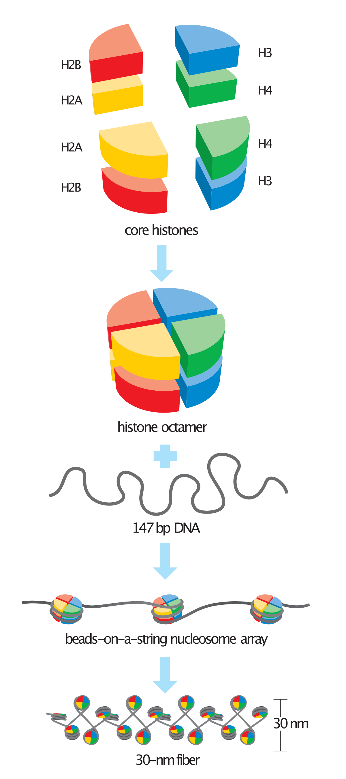 Chromatin is packaged into nucleosomes, which is DNA wrapped around one histone protein.

There are 4 types of histone proteins, and 2 of each, so they form a **histone octomer** that the DNA wraps around. These 8 histones come together to form one core histone protein.

Most of the DNA wraps around the histone, but the little part that doesn’t is called **linker DNA**, and it connects the nucleosomes together.

Histones interact with DNA in the **minor groove**. Interactions are specific to sequences that are A-T rich. They interact with the DNA in the minor groove via these alpha helices.