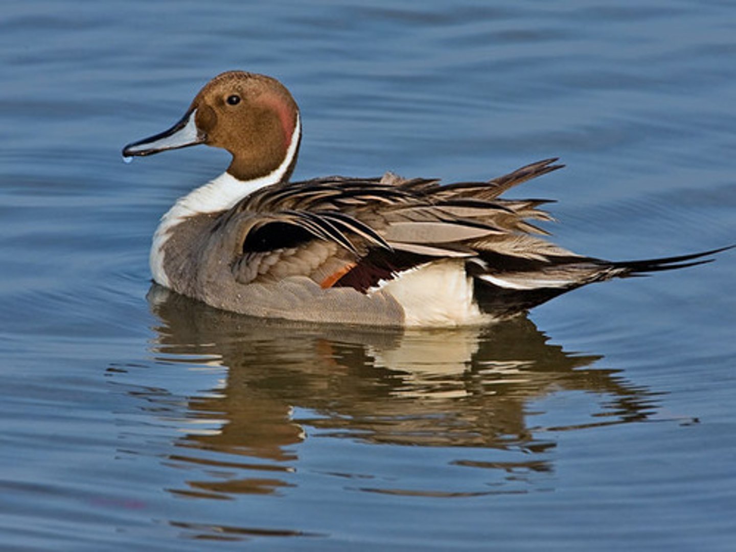<ul><li><p><span style="background-color: transparent;">two feathers tight together, omnivores, first year nesters, cover a lot of territory, obligate migrates</span></p></li></ul><p></p>