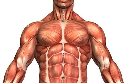 <p>What are tissues that can contract to allow movement of a body part?</p>