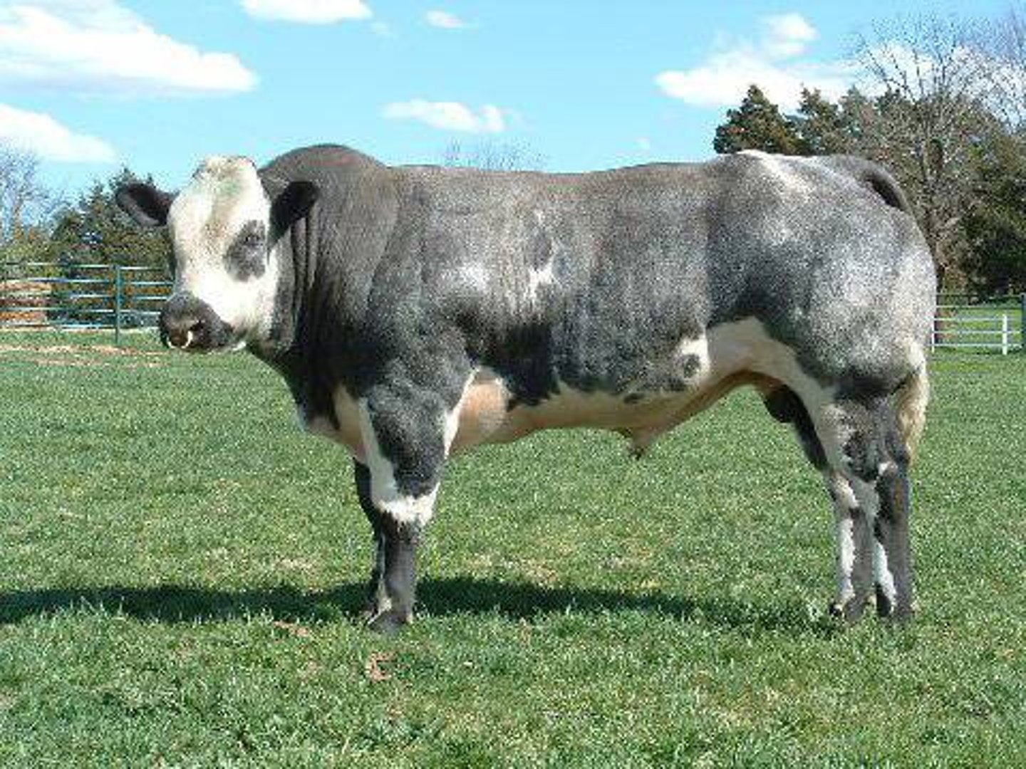 <p>Contiental (EUROPEAN) cattle breed:</p><p>-from Belgium</p><p>-blue-gray or black and white; about 3/100 are white</p><p>-double muscling gene</p><p>-much ground beef production</p><p>-not practice for U.S. beef production systems</p>