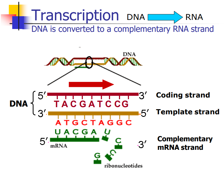 <p>What are the conventions for DNA during transcription? (you will be given an unlabeled figure to annotate) (slide 7 and 8)</p>