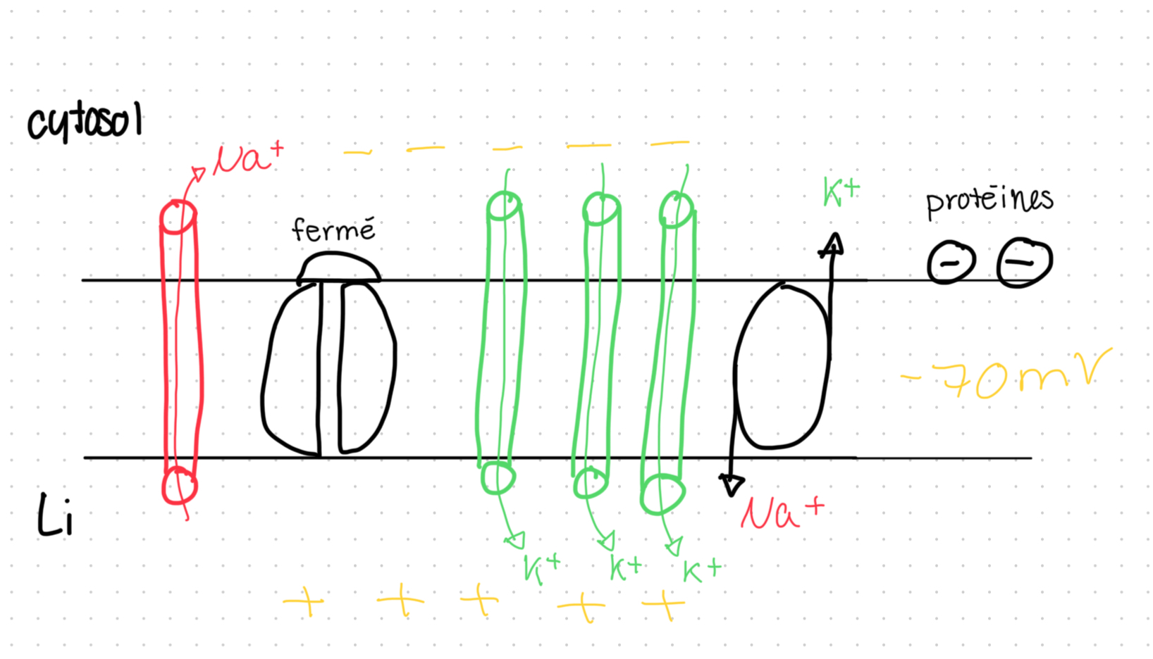 <p>Si K+ sort plus du neurone et une petite quantité de Na+ entre = moins de charges positives à l’intérieur et plus de charges positives à l’extérieur =<u> potentiel négatif</u></p>