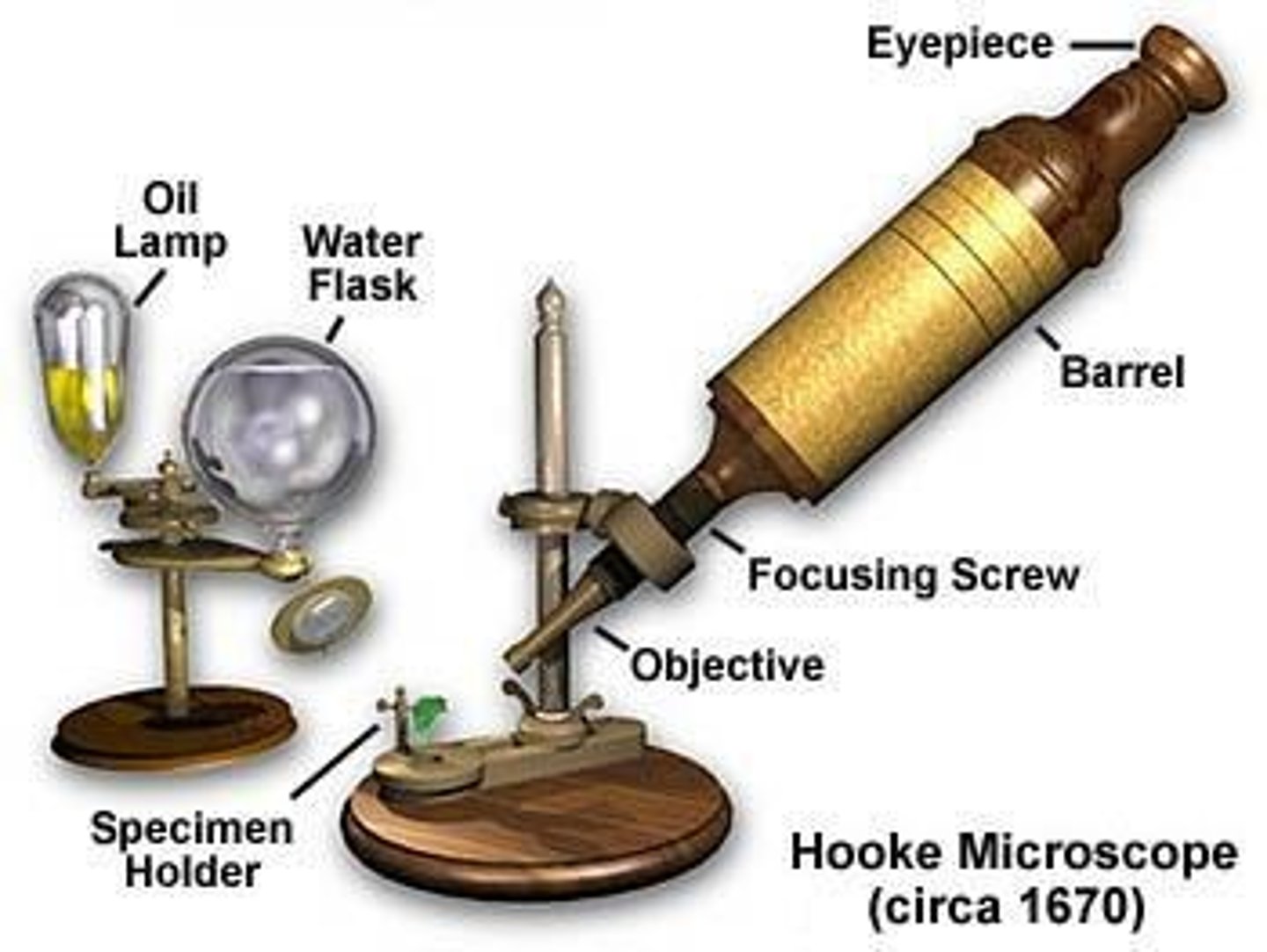<p>He modified the first compound microscope and coined the term 'cell' after viewing cork.</p>